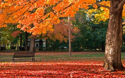 Supera el trastorno afectivo estacional en otoño
